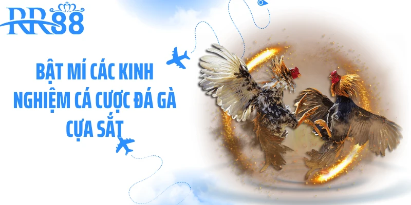 Bật mí các kinh nghiệm cá cược đá gà cựa sắt