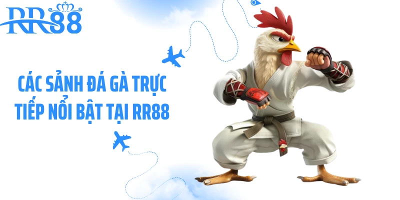 Các sảnh đá gà trực tiếp nổi bật tại RR88