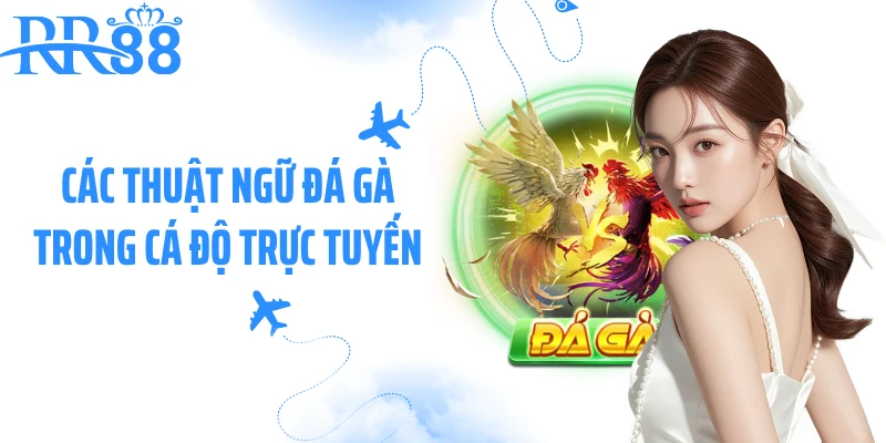 Các thuật ngữ đá gà trong cá độ trực tuyến