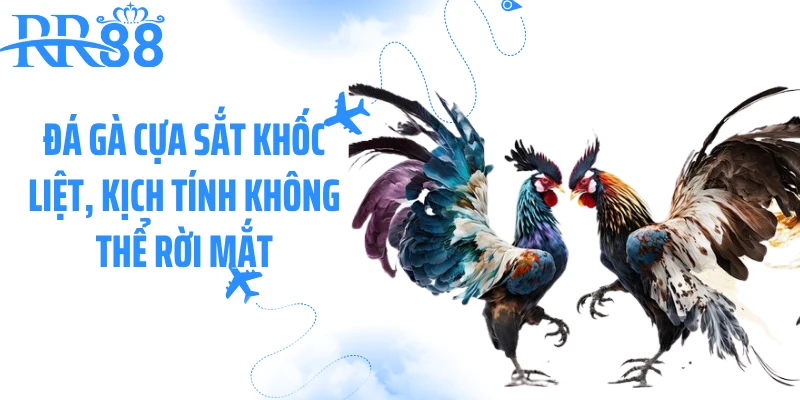 Đá gà cựa sắt khốc liệt, kịch tính không thể rời mắt