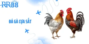 Đá Gà Cựa Sắt RR88 - Trận Chiến Tốc Độ Của Những Thần Kê