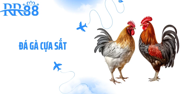 Đá Gà Cựa Sắt RR88 - Trận Chiến Tốc Độ Của Những Thần Kê