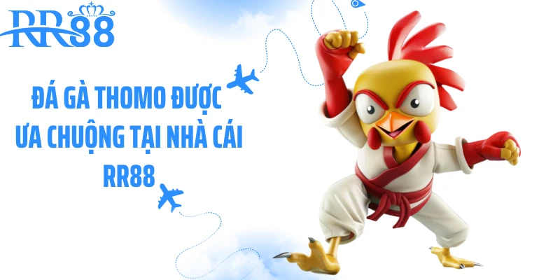 Đá gà Thomo được ưa chuộng tại nhà cái RR88