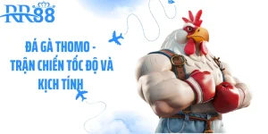 Đá Gà Thomo - Trận Chiến Tốc Độ Và Kịch Tính Trong Từng Pha Đá