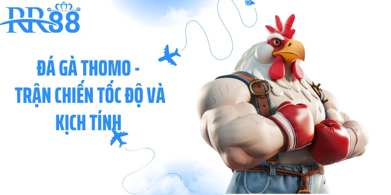 Đá Gà Thomo - Trận Chiến Tốc Độ Và Kịch Tính Trong Từng Pha Đá