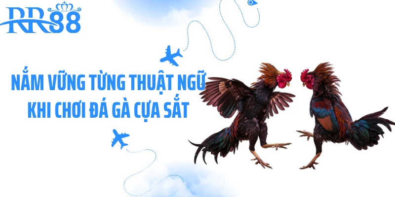 Nắm vững từng thuật ngữ khi chơi đá gà cựa sắt