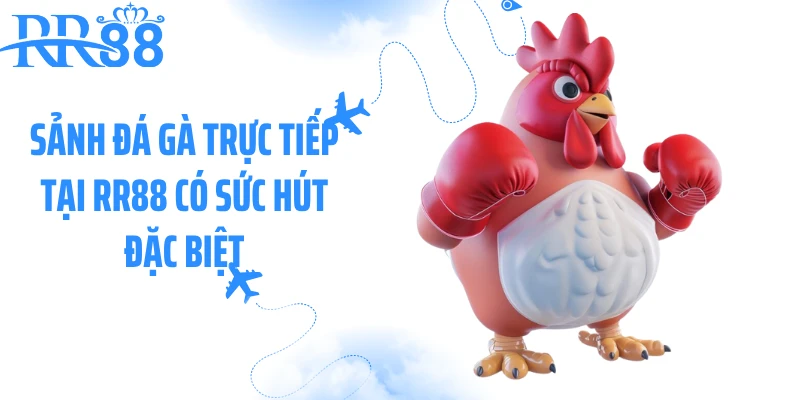Sảnh đá gà trực tiếp tại RR88 có sức hút đặc biệt