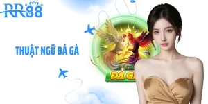 Thuật Ngữ Đá Gà: Từ Vựng Sới Gà Giúp Kê Thủ Đọc Kèo Chuẩn
