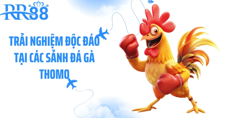Trải nghiệm độc đáo tại các sảnh đá gà Thomo